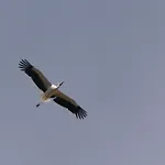 Auerhahn Ferienhaeuser Auerhahn 510 Hasselfelde