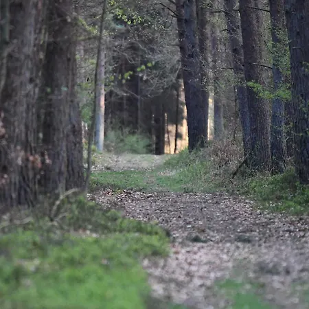 Auerhahn Ferienhaeuser Auerhahn 510 هاسلفيلد