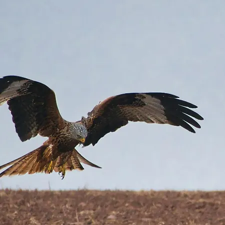Auerhahn Ferienhaeuser Auerhahn 510 Nyaraló Hasselfelde