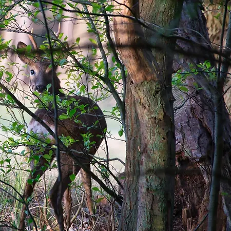 Auerhahn Ferienhaeuser Auerhahn 510 *