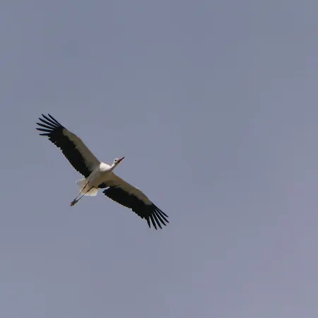 Auerhahn Ferienhaeuser Auerhahn 510 هاسلفيلد