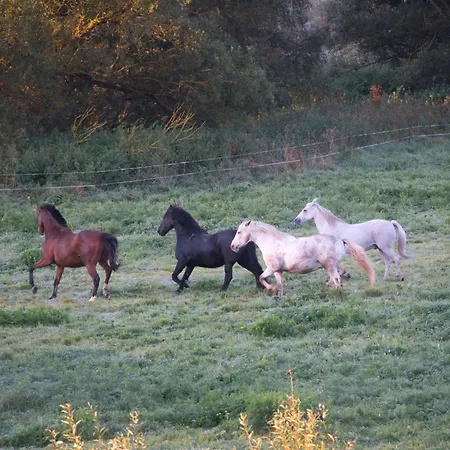 Auerhahn Ferienhaeuser Auerhahn 510 *