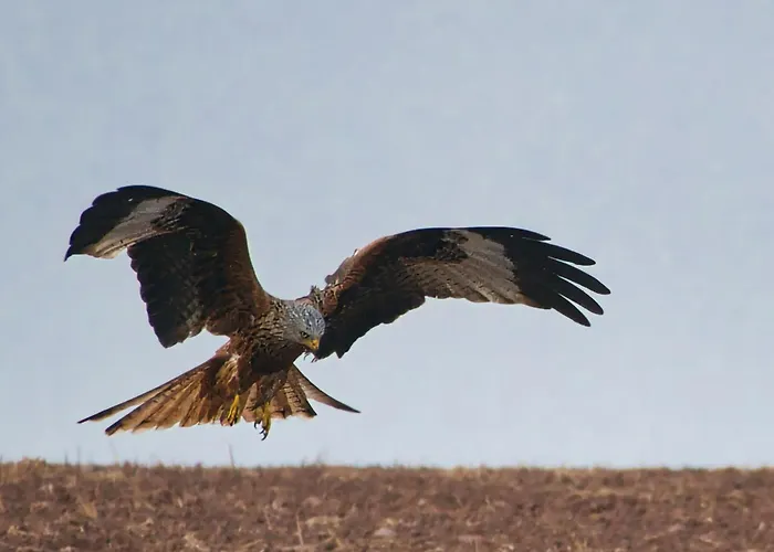 Auerhahn Ferienhaeuser Auerhahn 510 Semesterbostad Hasselfelde