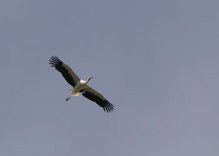Auerhahn Ferienhaeuser Auerhahn 510 Hasselfelde