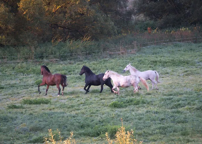 Auerhahn Ferienhaeuser Auerhahn 510 *